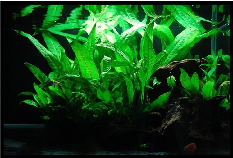 皇冠造景细叶铁鹿角铁鱼缸水族箱沉木可绑水草水草
