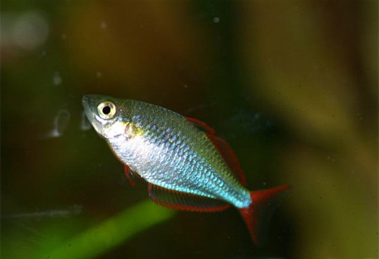 热带鱼观赏鱼刚果电光美人活体淡水宠物好养易活群鱼