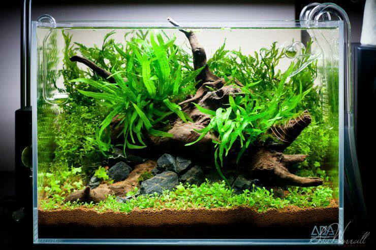 皇冠造景细叶铁鹿角铁鱼缸水族箱沉木可绑水草水草