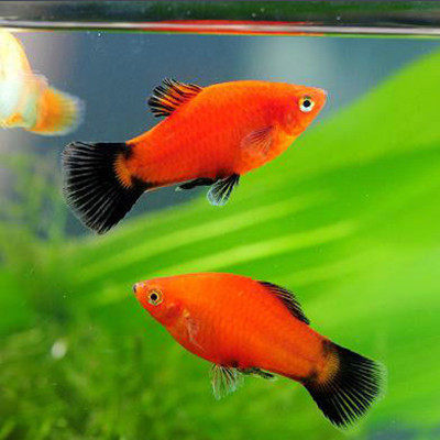 淡水鱼油膜黑玛丽月光皮球米奇小型胎生新手饲养鱼