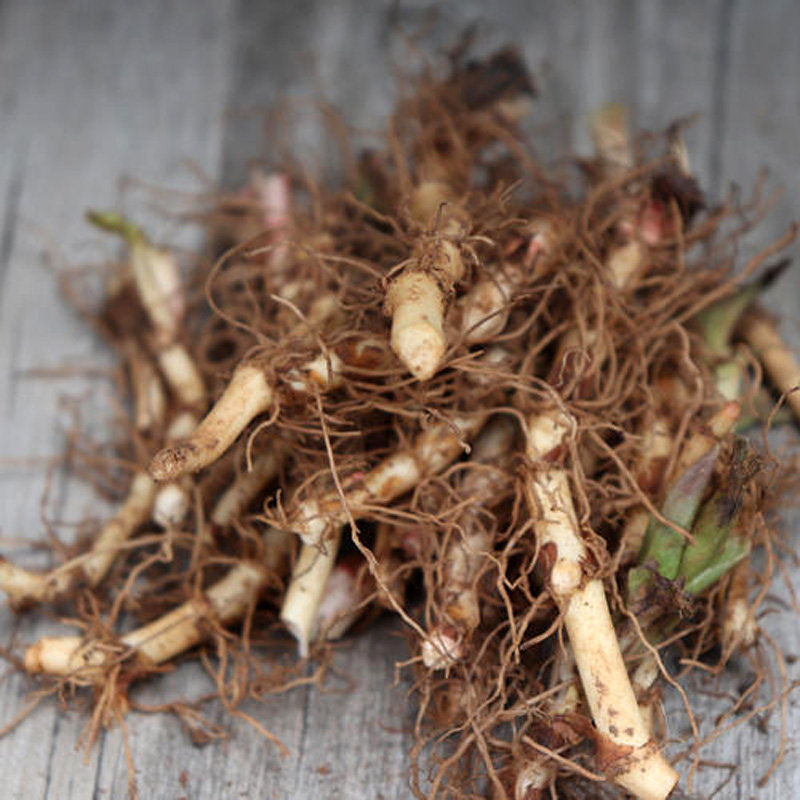 新鲜鱼腥草种种子开花耳根种籽节节种苗盆栽鱼腥草