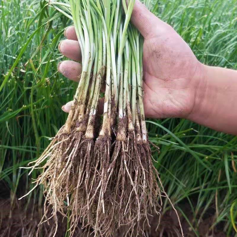 韭菜菜苗现挖菜根紫根小叶宽叶种子阳台盆栽家庭园艺种子