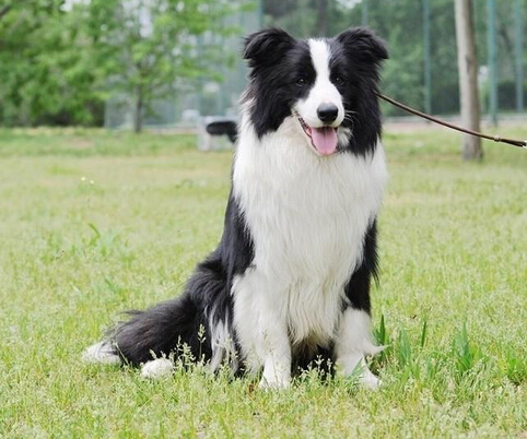 牧羊犬重庆纯种边境边牧幼犬出售三通大脖宠物狗狗狗