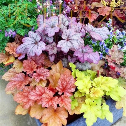 矾根叶草多年生绿植叶绿植植物小苗观花苗套餐多色花卉