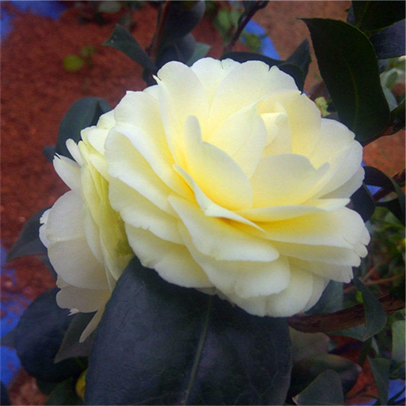 精品黄达盆栽茶花苗山茶树苗花卉植物阳台庭院开花绿植带花苞包邮