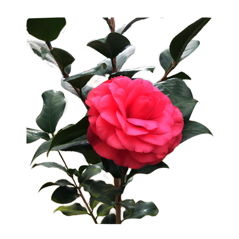 荷尔茶花盆栽开花大红大花型四季盆栽花卉阳台客厅庭院鲜花带花苞