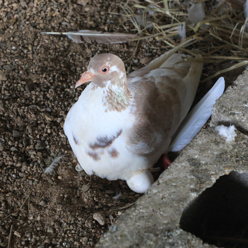 鸽子新品尝鲜初土记老农家散养新鲜土鸽2只其它