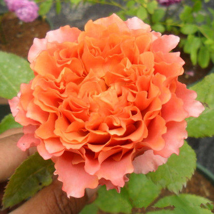 日系灌木我爱你切花香水玫瑰月季勤花耐寒抗病摆件