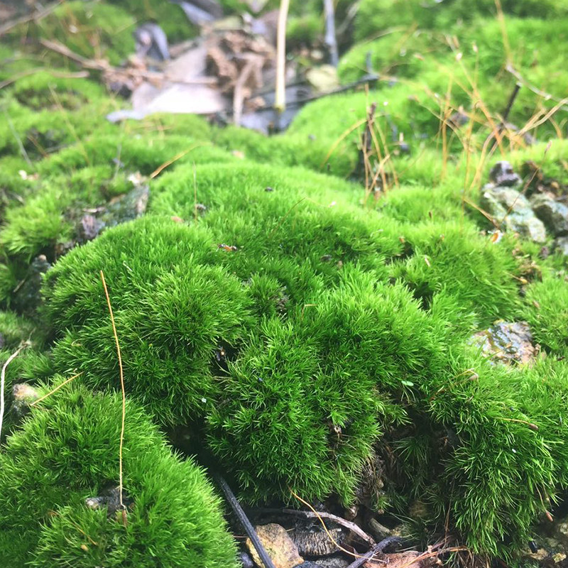 鲜活白发绿植造景水陆diy生态苔藓景观假山创意迷你植物