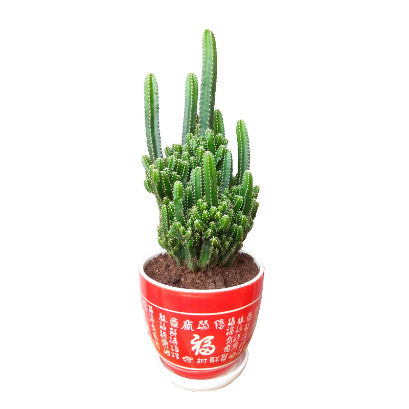 桌面万重山盆景老桩仙人山盆栽仙人柱五指山防辐射吸甲醛多肉植物