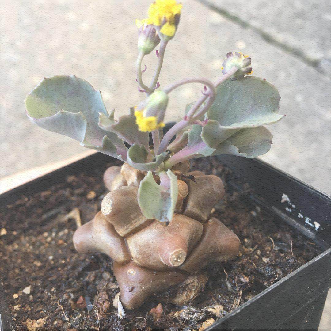 多肉稀有块根蛮鬼塔植物菊科厚敦属实进口孪鬼塔多肉植物