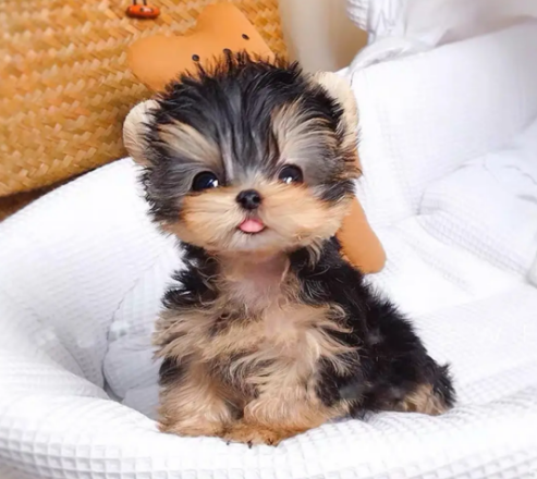 约克宠物狗纯种夏幼犬活体夏梗迷你茶杯狗狗