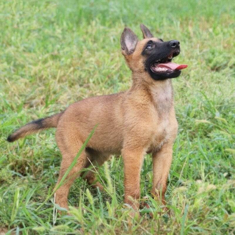 纯种马犬幼大型猎犬比利时警犬狼狗德国牧羊犬活体畜牧