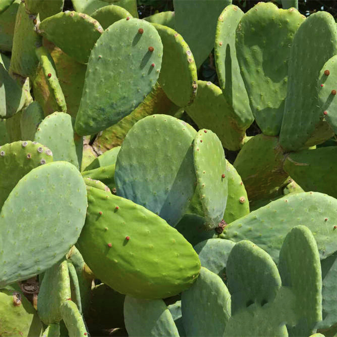 仙人掌米邦塔新鲜可食用美容大型多肉绿植组合盆栽多肉植物