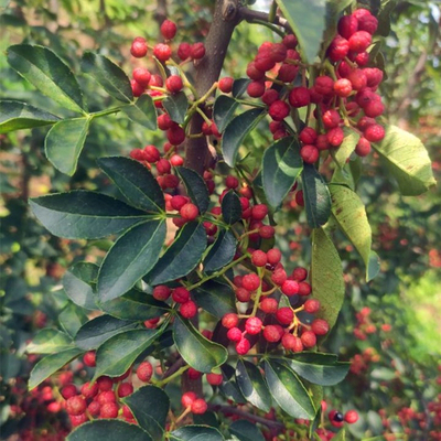 花椒苗树 盆栽地栽当年结果高产无刺食用麻辣大红袍花椒树小苗