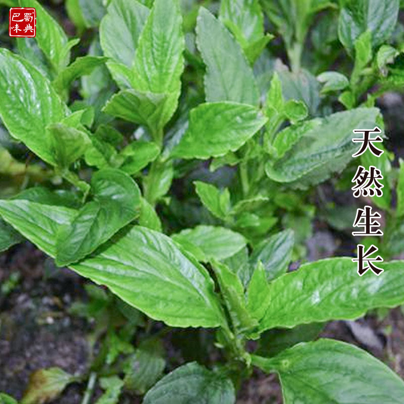 灵草50g 香草 灵香草 零陵草香灵草排草甘松卤料火锅调料香料增香