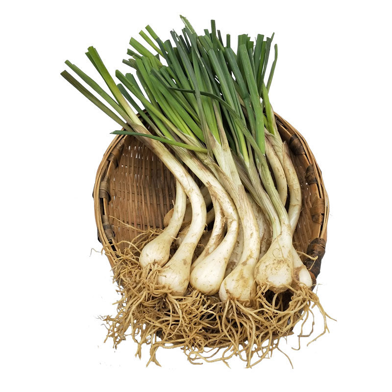 四川藠头新鲜茭头现挖现发荞头农家带叶藠头可做泡菜3斤装包邮