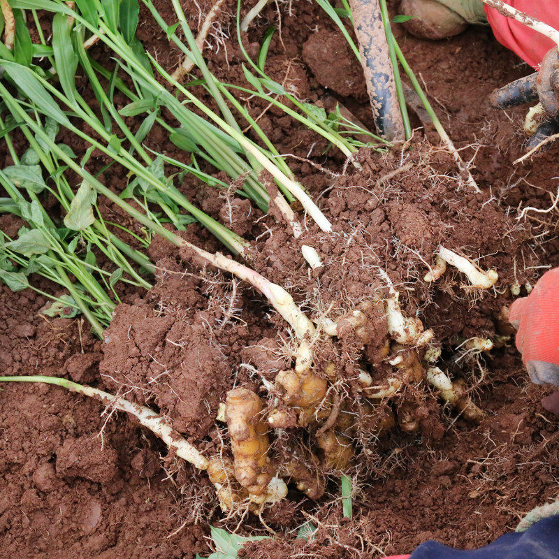 姜鲜姜蔬菜农家当季姜当季竹根四川红芽生姜