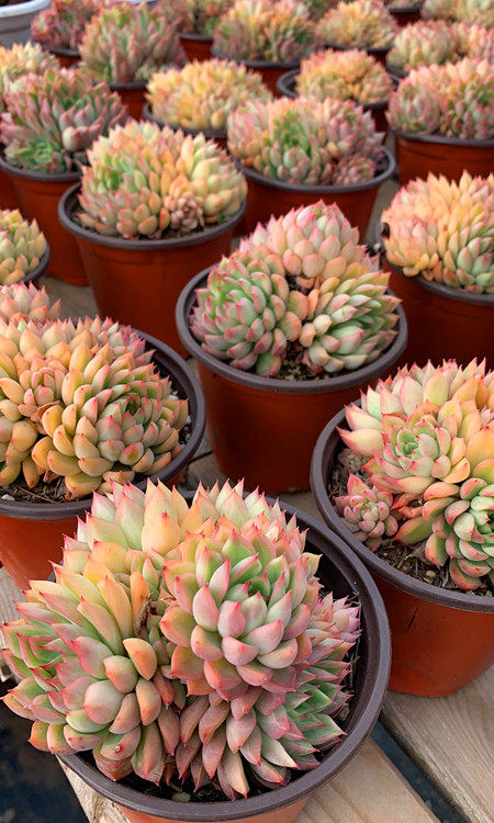 多肉女雏群生多头植物桌面办公室新手拼盆基地多肉植物