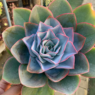 冰与火多肉植物超大单头大冠幅云南直发基地露养新手好养包邮