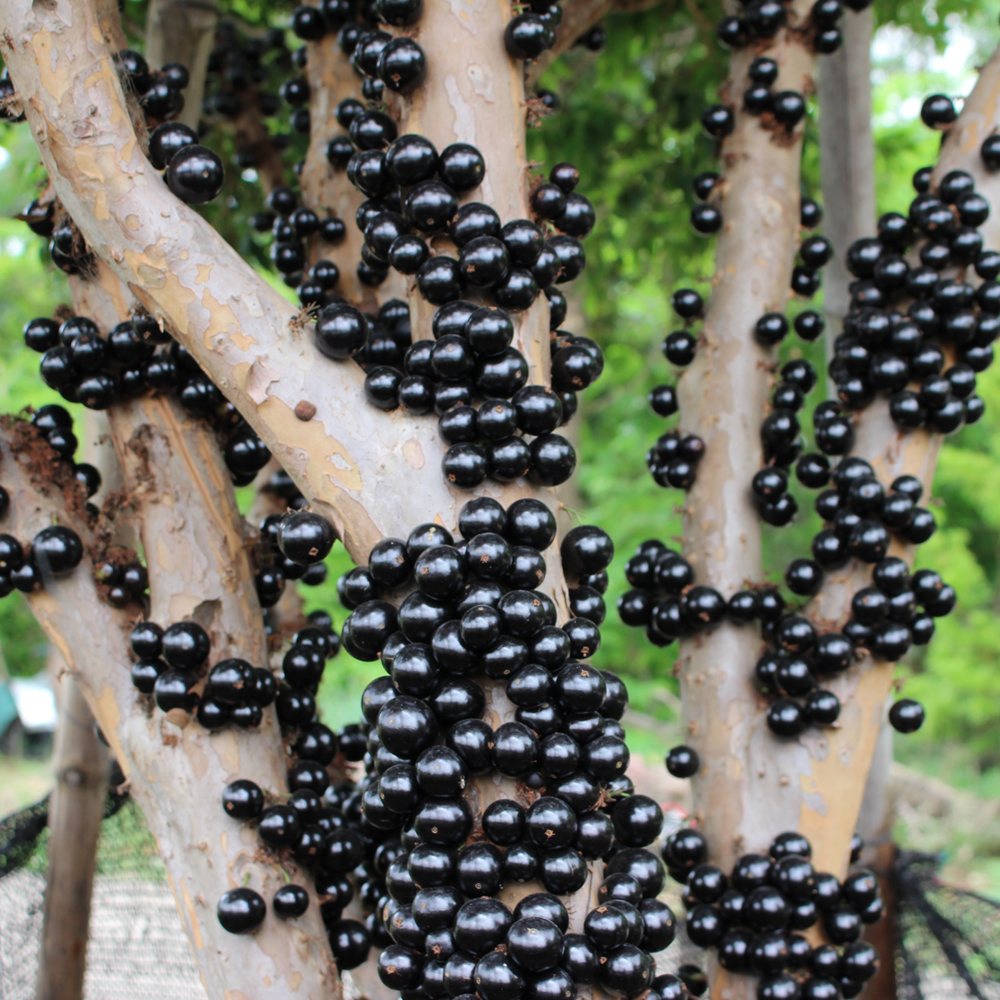 四季嘉宝果新鲜水果树葡萄珍宝果水果送礼高档罕见水果顺丰包邮