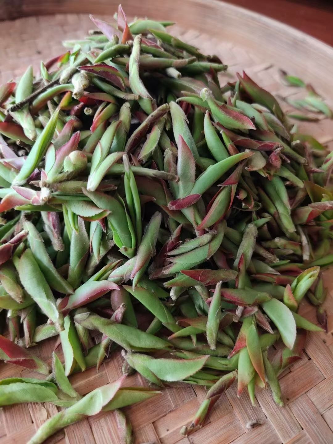 2019年云南千年纯野生紫芽孢普洱生小黑山雀嘴茶普洱