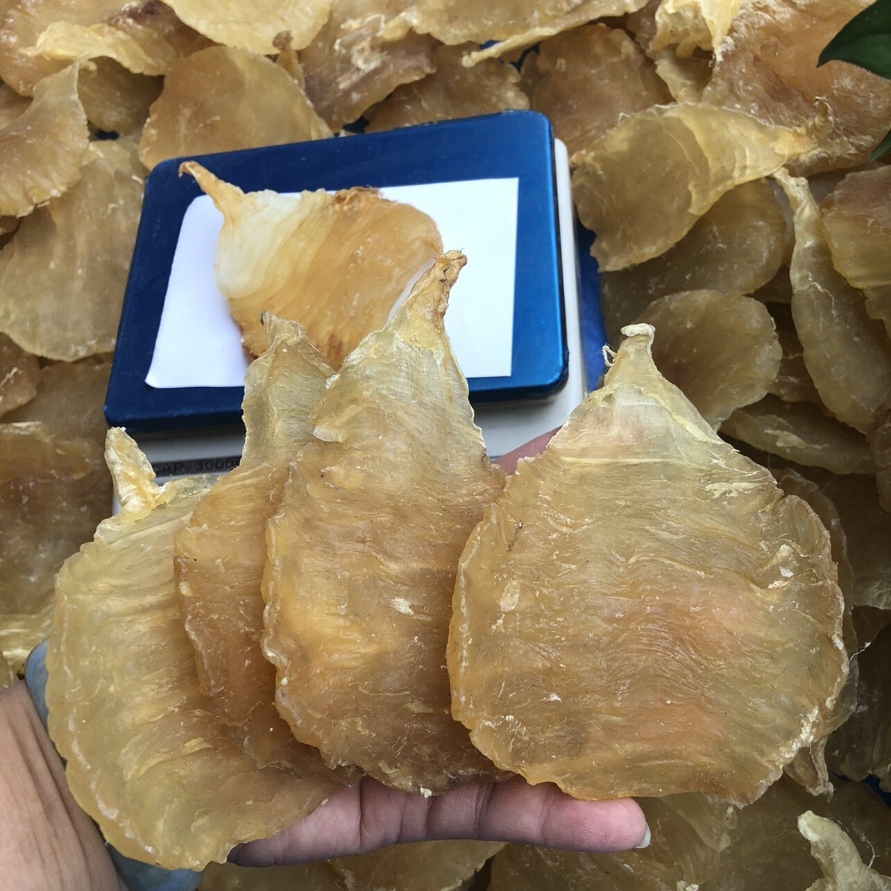 安南双芽鱼胶花胶干货野生鱼肚鱼鳔煲汤补品药膳养生汤料