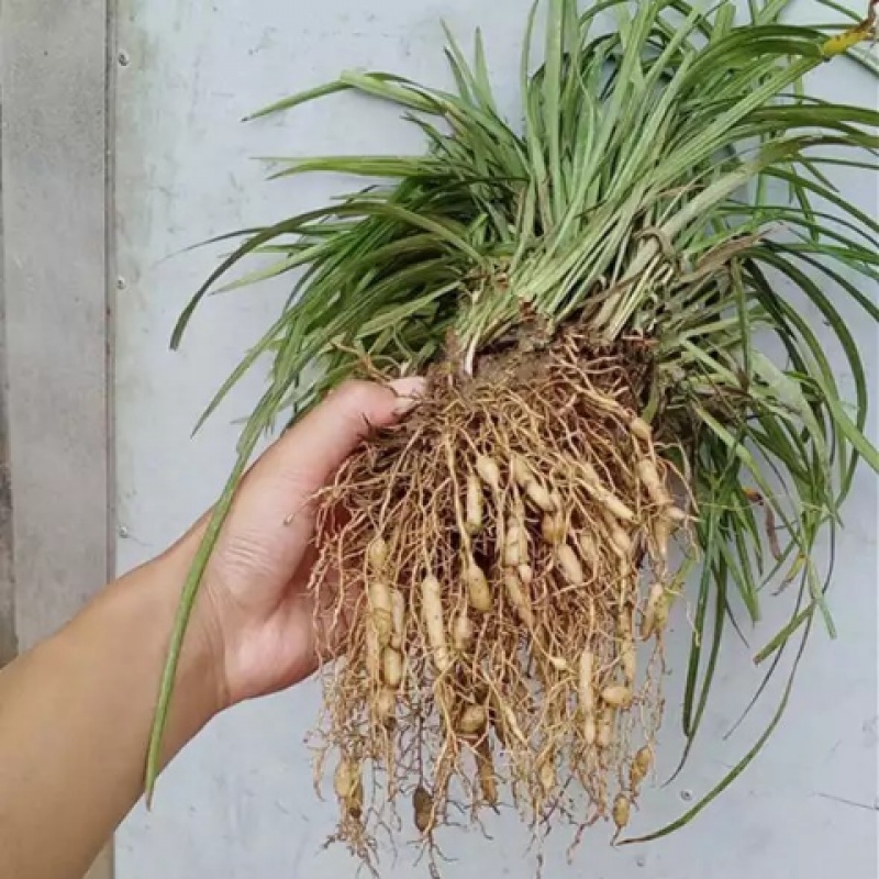 麦冬天然野生草苗药用块根草种种子草食食用家庭园艺种子