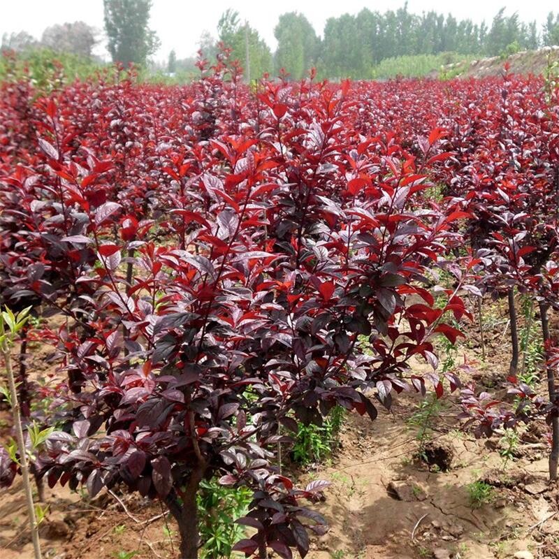紫叶李树苗树苗盆栽红叶南北方庭院工程空气净化剂