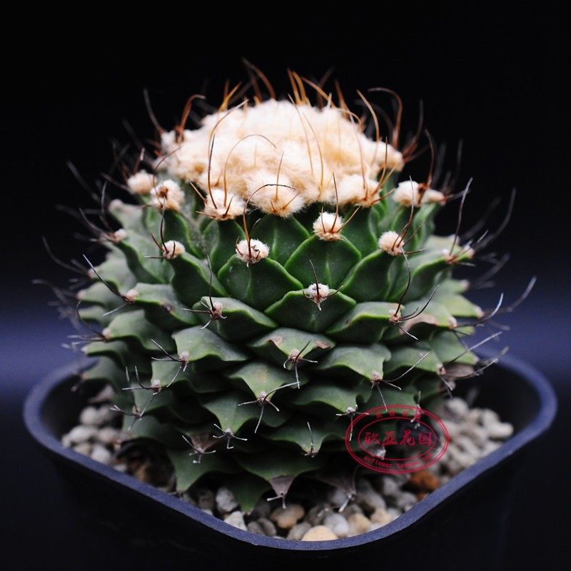 obregoniadenegrii实生输入仙人帝冠自收种子趣味盆栽多肉植物