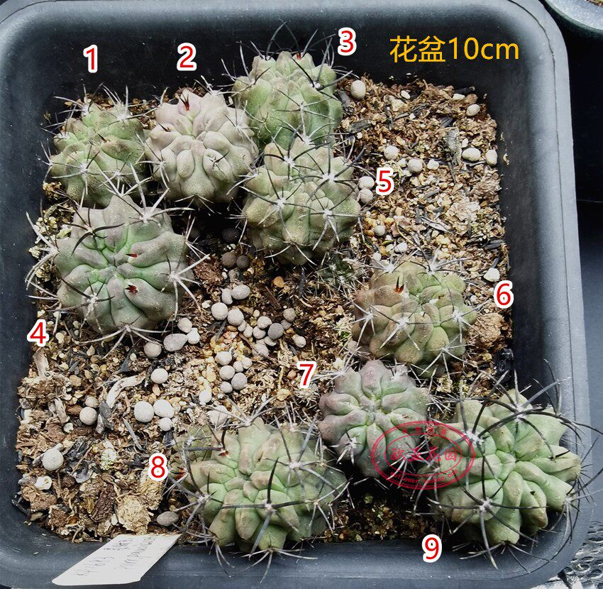 短豪刺素妆玉neochileniapaucicostata智利利球属实仙人球种多肉植物