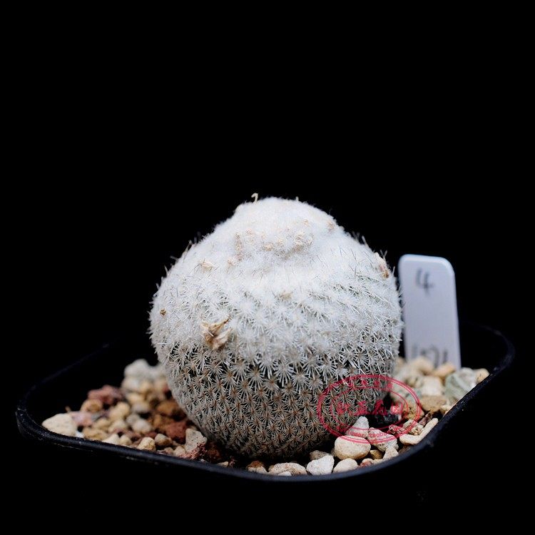 雪顶乌月种子苗实生仙人epithelanthaunguispinasb1576多肉植物