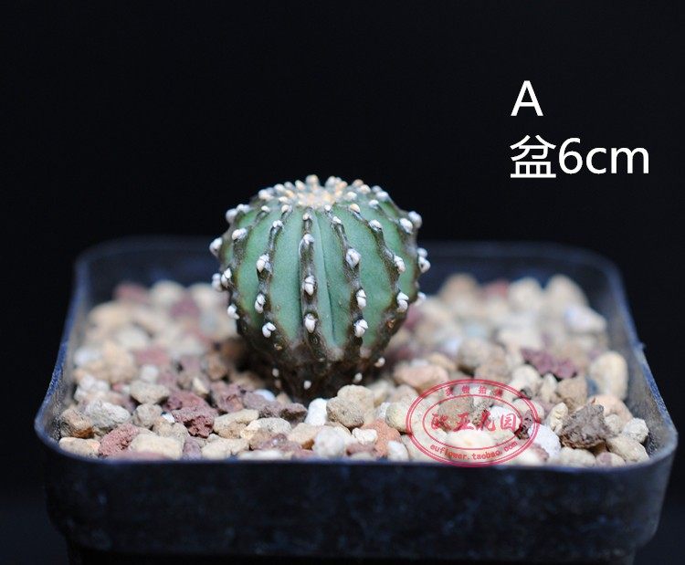 薄叶花龙 仙人球 乔治辛顿球geohintonia 实生种子 mexicana - 爱购网