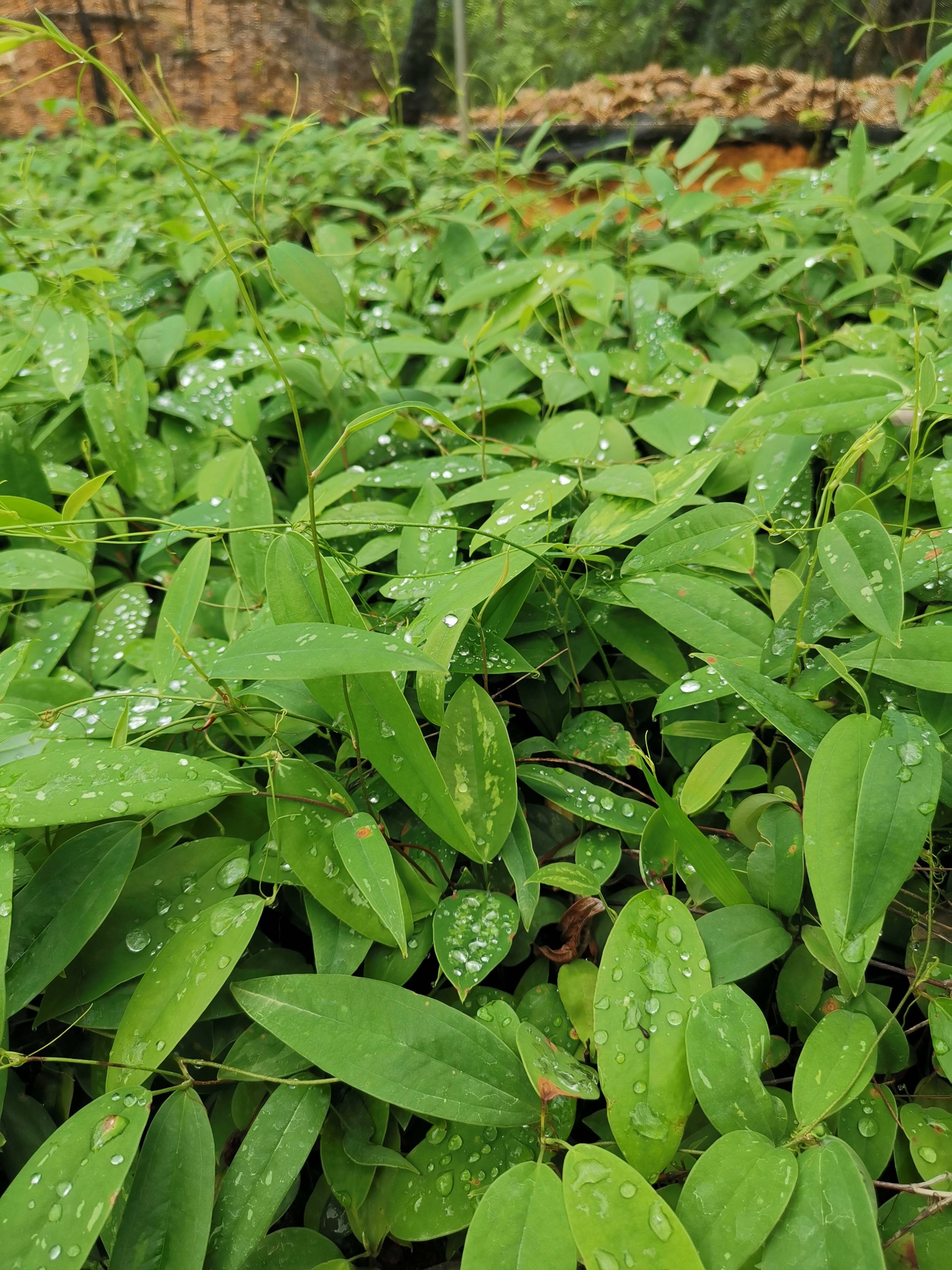 茯神中药植物图片图片