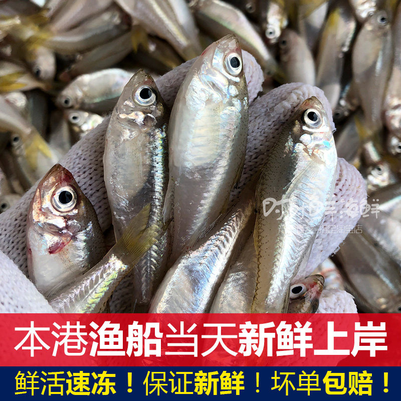 煲汤小海鱼野生衫亚鱼杉马鱼海鲜水产鲜活速冻新鲜杉马鱼每份500g