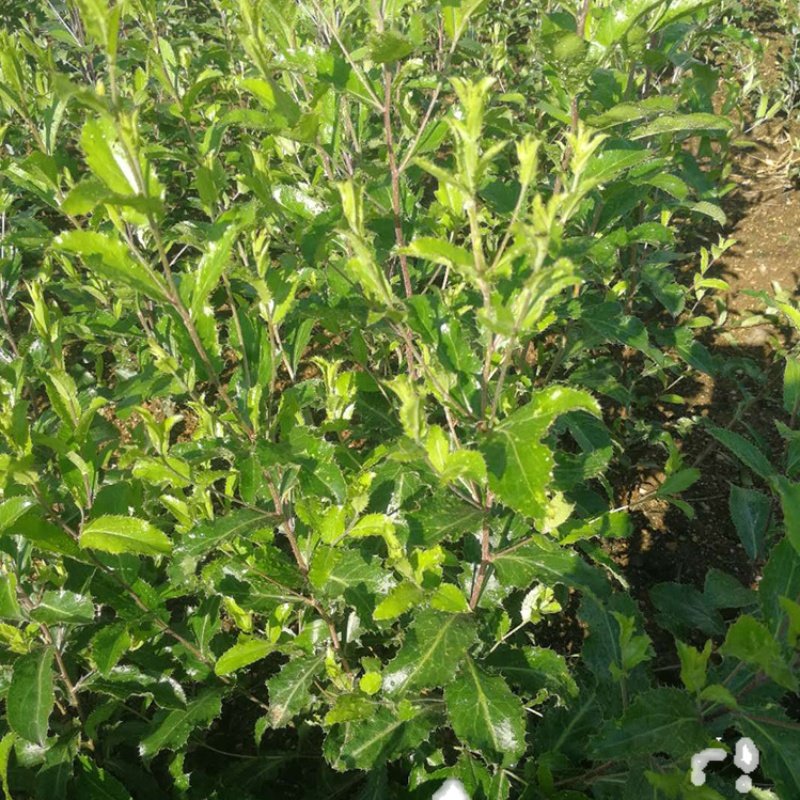 陕西南苍术种苗苍珠种苗南苍术种子名贵中药材带朱砂点儿-mc母婴网