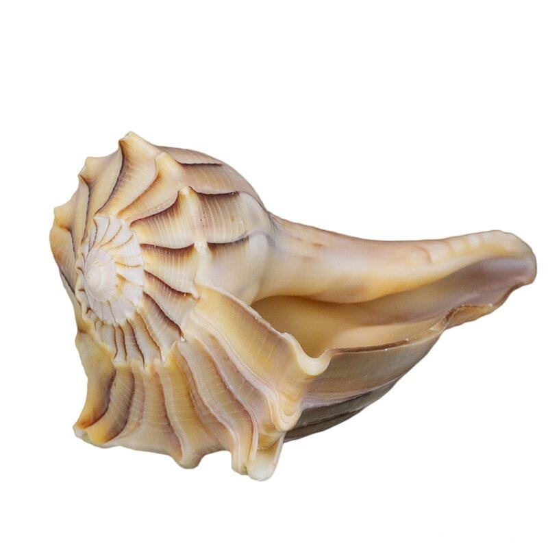 精选八供天然右旋小海螺摆件佛教吉祥法妙音乐摆件