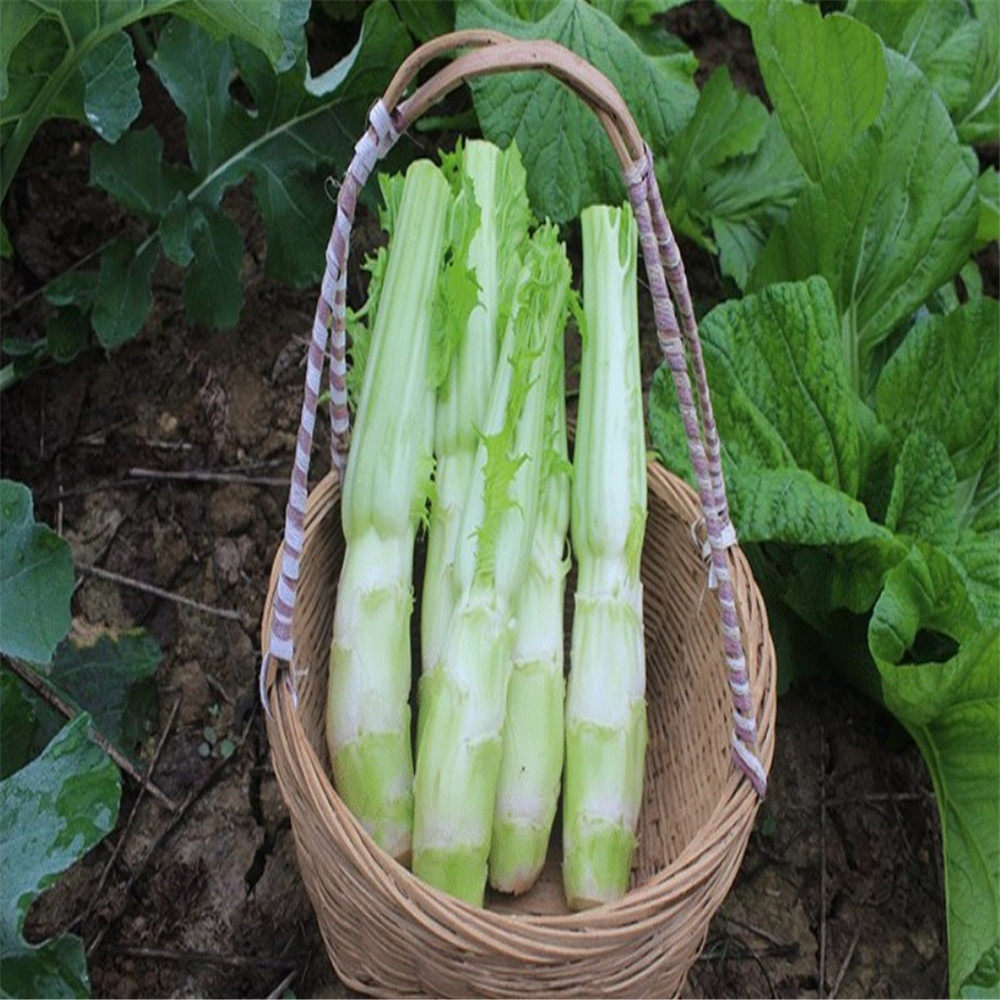 湖北农家自种新鲜棒棒菜青菜头菜心芥菜笋子老壳菜大头菜5斤包邮