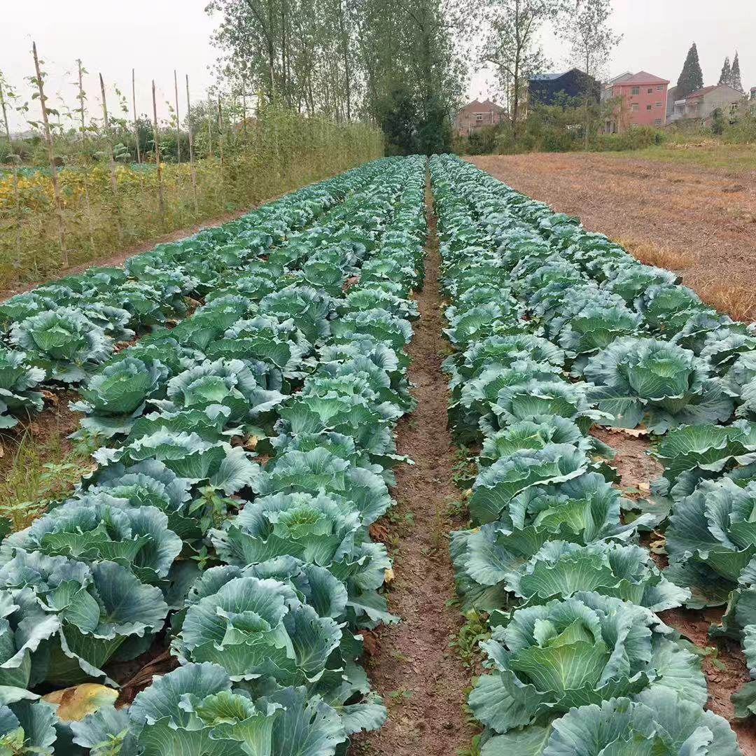 新鲜包菜湖北农家露天蔬菜卷心菜扁包菜圆包菜做酸辣泡菜5斤包邮