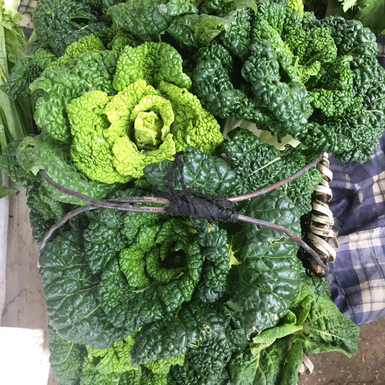 湖北农家自种黄心乌青菜冬白菜菊花心新鲜霜冻黑心乌塌菜5斤包邮