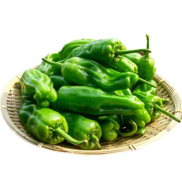 湖北新鲜虎皮青椒农家自种新鲜蔬菜青辣椒薄皮微辣青椒现摘3斤装