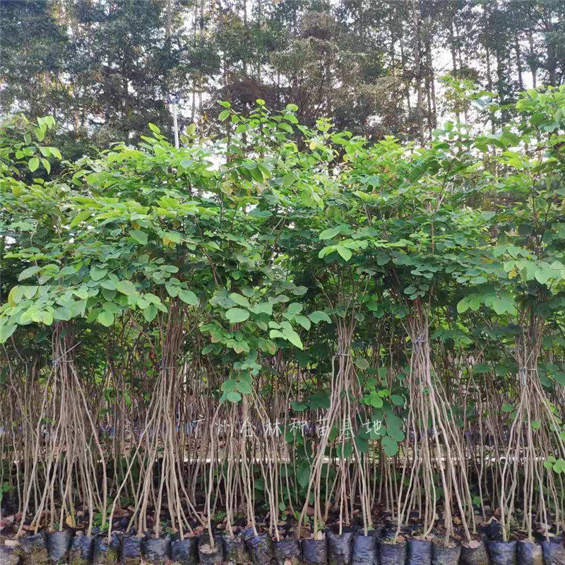 大红酸枝树苗老挝交趾黄檀名贵苗木越南树种红酸枝苗稀有红木正宗