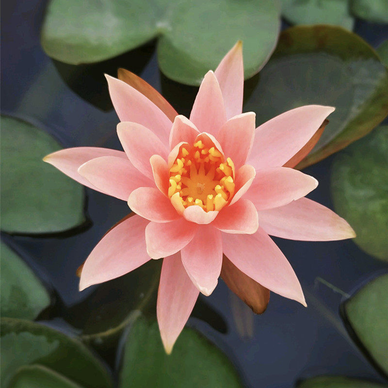 科罗拉多睡莲水培植物粉色芳香正宗特价时令草本花卉