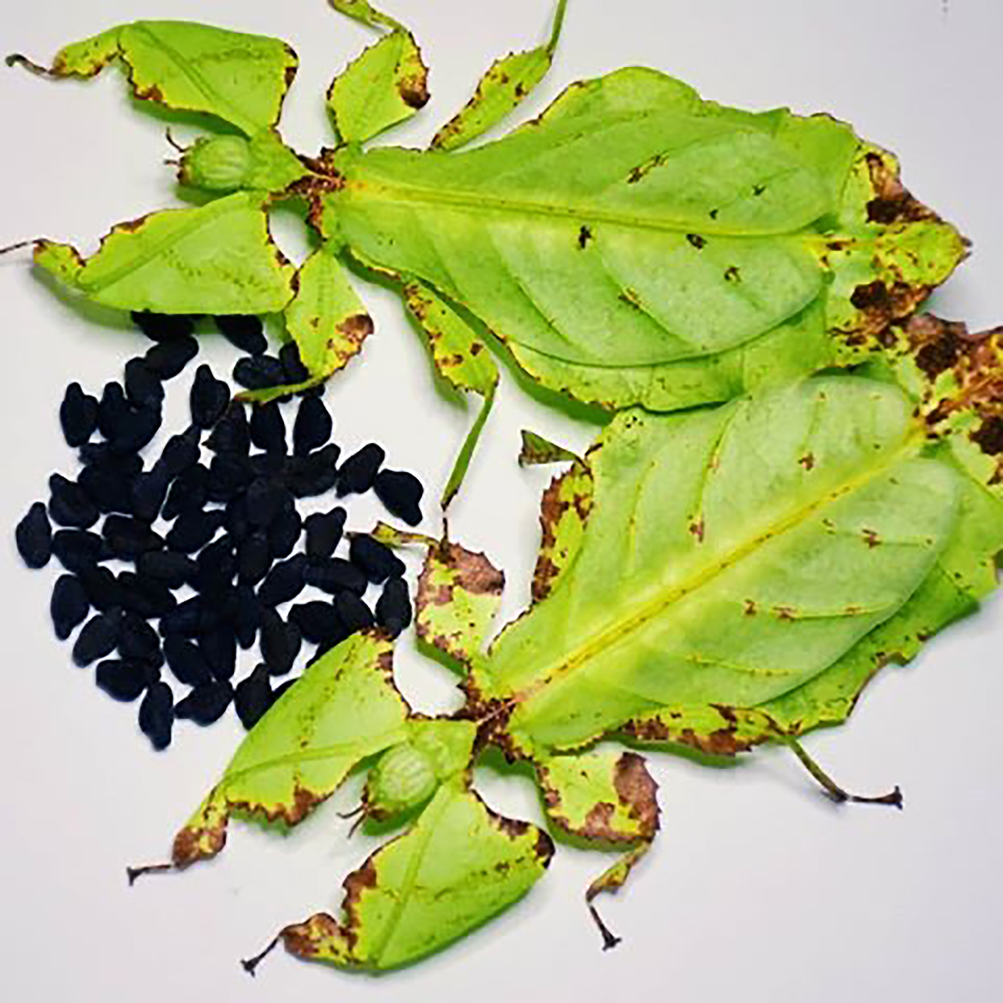 马来巨人叶 巨型昆虫 叶子虫奇趣科普/宠物竹节虫 伪装生物摄影 - 养