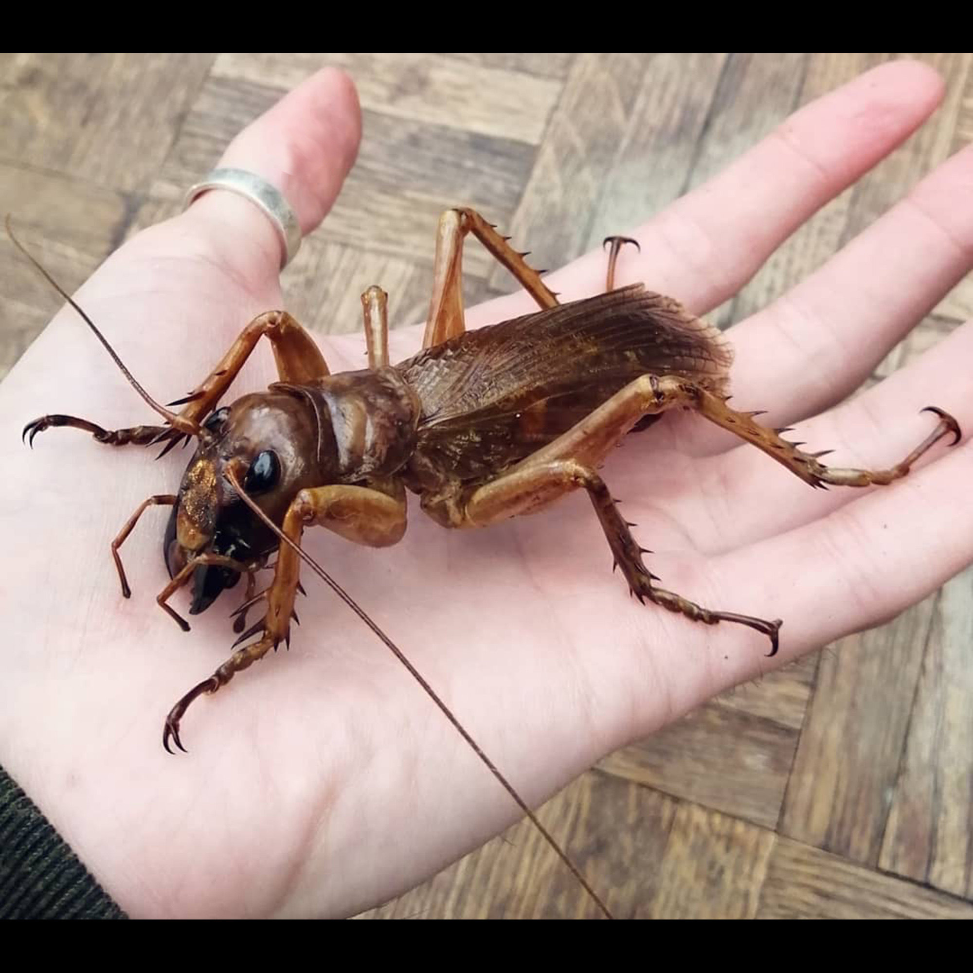 sia ferox怪物旱地沙螽活体成虫 爪哇岛产 虫皇帝无败绩虫王 猎奇