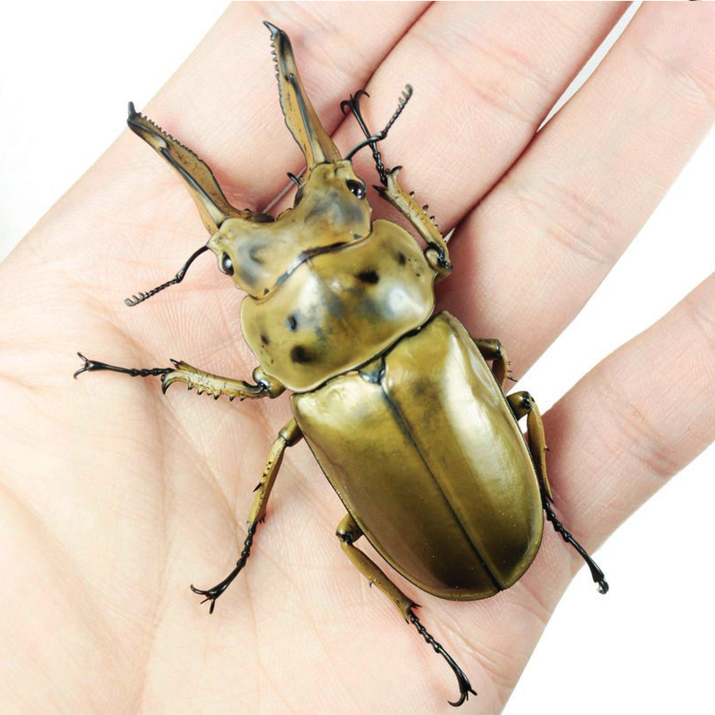 莫瑟里包风险一物风险运输黄金甲虫繁殖长牙成虫其他爬虫