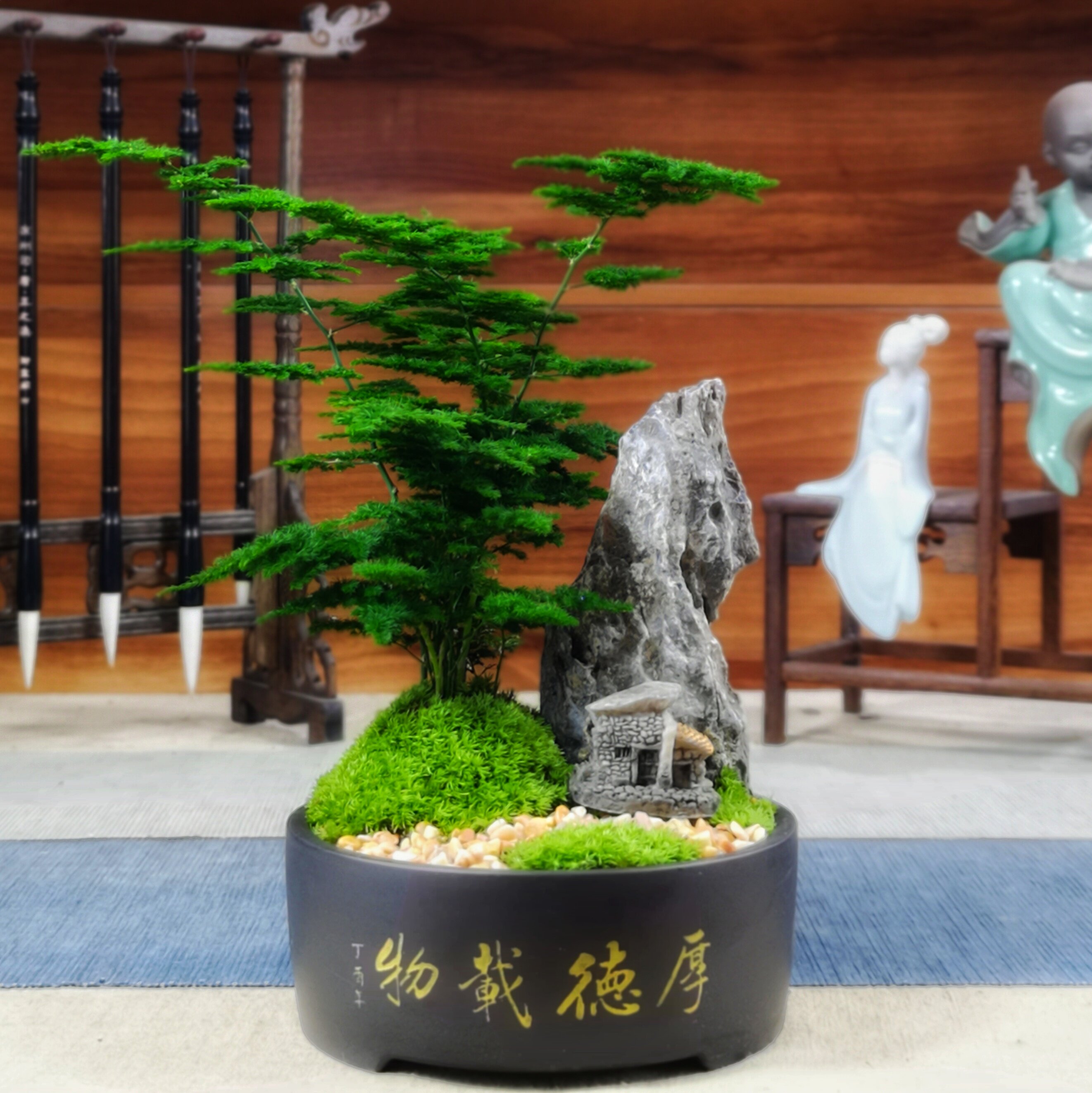 云竹 云松竹 唐山矮生文竹禅意微景观室内办公司高档小盆栽盆景