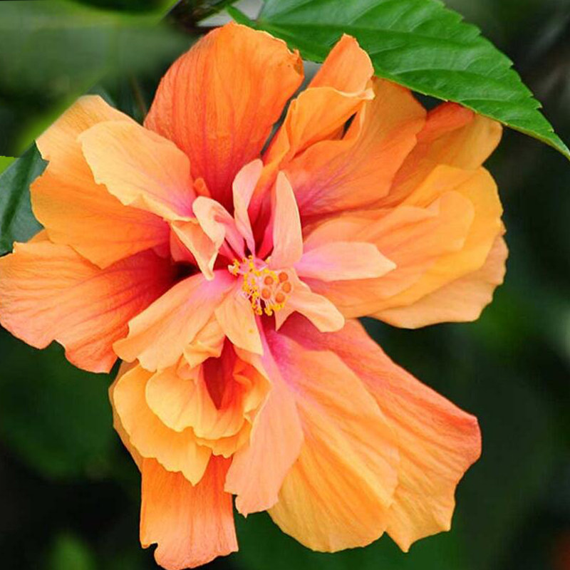 阳台室内绿植盆栽花卉重瓣扶桑花苗又名朱槿时令草本花卉