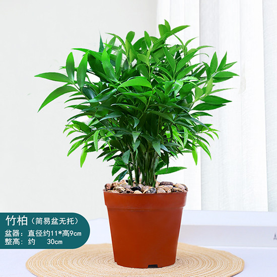 水培新宠驱蚊竹富贵竹水养植物竹柏室内客厅绿植花卉盆栽四季常青