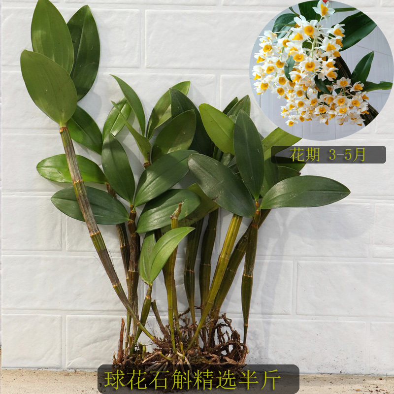 球花石斛 开花漂亮花大精选苗带叶子开花很美 石斛兰花比铁皮好养